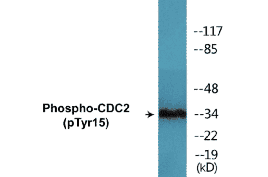 Western Blot - CDC2 (phospho Tyr15) Cell Based ELISA Kit (CBP1512) - Antibodies.com