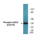 Western Blot - CDC2 (phospho Tyr15) Cell Based ELISA Kit (CBP1512) - Antibodies.com