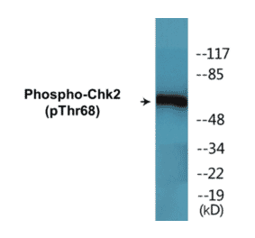 Western Blot - Chk2 (phospho Thr68) Cell Based ELISA Kit (CBP1518) - Antibodies.com