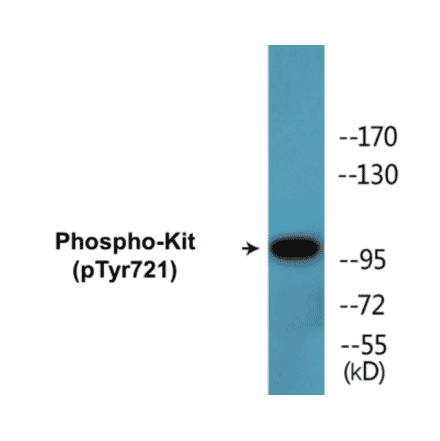 Western Blot - Kit (phospho Tyr721) Cell Based ELISA Kit (CBP1603) - Antibodies.com