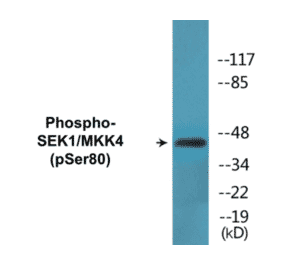 Western Blot - SEK1 (phospho Ser80) Cell Based ELISA Kit (CBP1672) - Antibodies.com