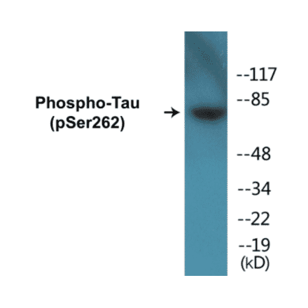 Western Blot - Tau (phospho Ser262) Cell Based ELISA Kit (CBP1695) - Antibodies.com