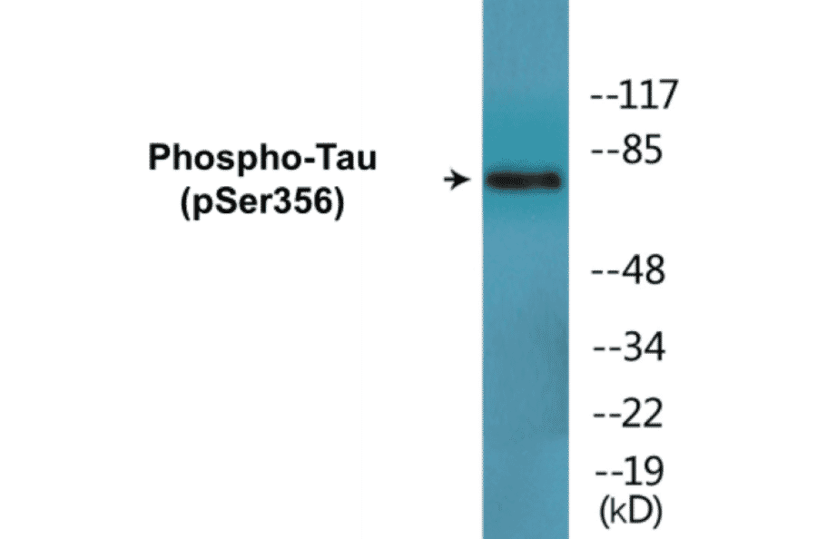 Western Blot - Tau (phospho Ser356) Cell Based ELISA Kit (CBP1696) - Antibodies.com