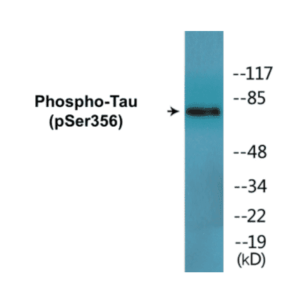 Western Blot - Tau (phospho Ser356) Cell Based ELISA Kit (CBP1696) - Antibodies.com
