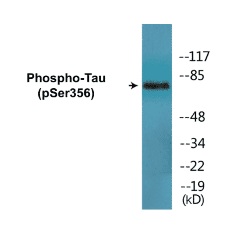 Western Blot - Tau (phospho Ser356) Cell Based ELISA Kit (CBP1696) - Antibodies.com