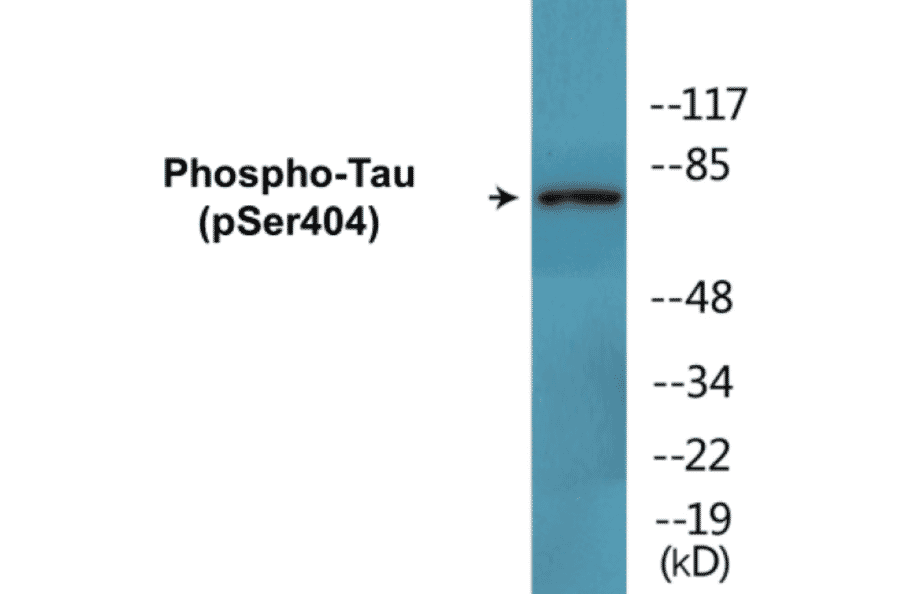 Western Blot - Tau (phospho Ser404) Cell Based ELISA Kit (CBP1698) - Antibodies.com