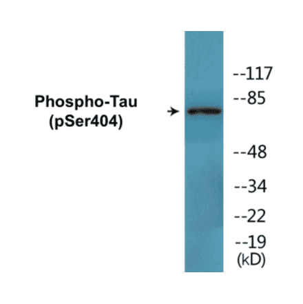 Western Blot - Tau (phospho Ser404) Cell Based ELISA Kit (CBP1698) - Antibodies.com