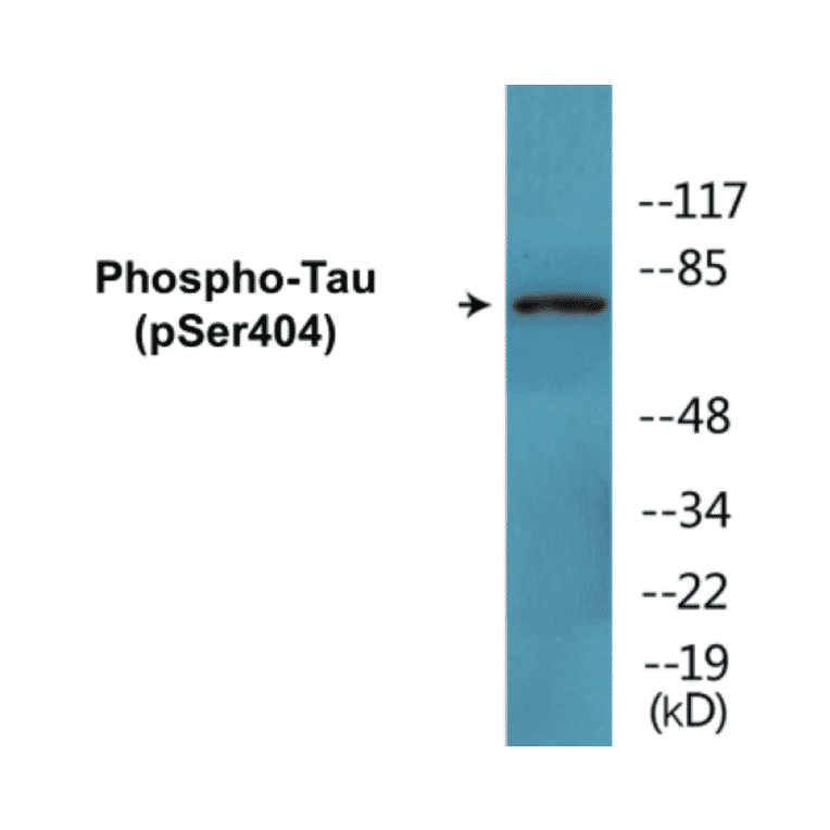 Western Blot - Tau (phospho Ser404) Cell Based ELISA Kit (CBP1698) - Antibodies.com