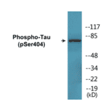 Western Blot - Tau (phospho Ser404) Cell Based ELISA Kit (CBP1698) - Antibodies.com