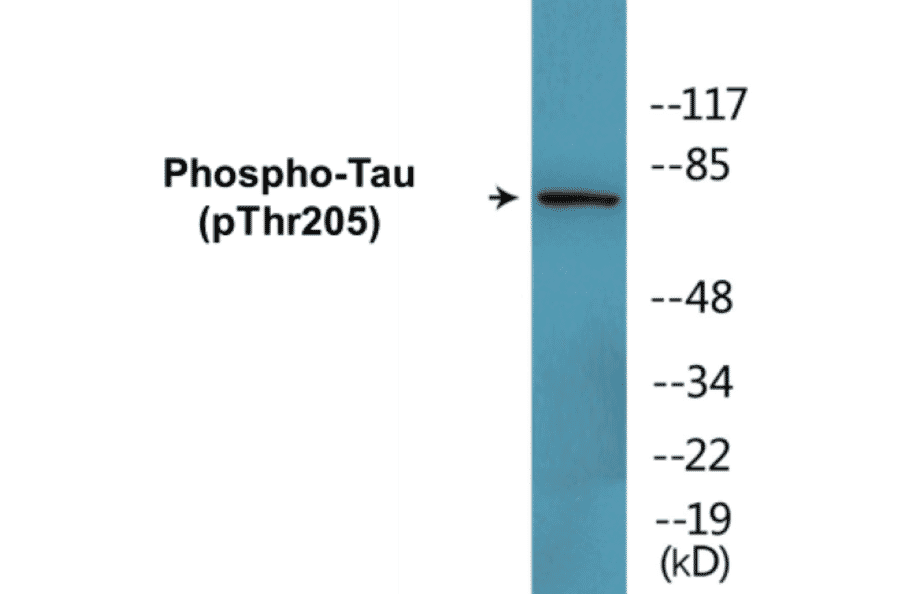 Western Blot - Tau (phospho Thr205) Cell Based ELISA Kit (CBP1701) - Antibodies.com