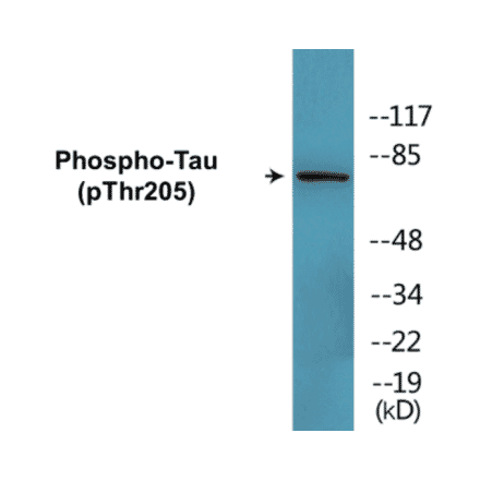 Western Blot - Tau (phospho Thr205) Cell Based ELISA Kit (CBP1701) - Antibodies.com