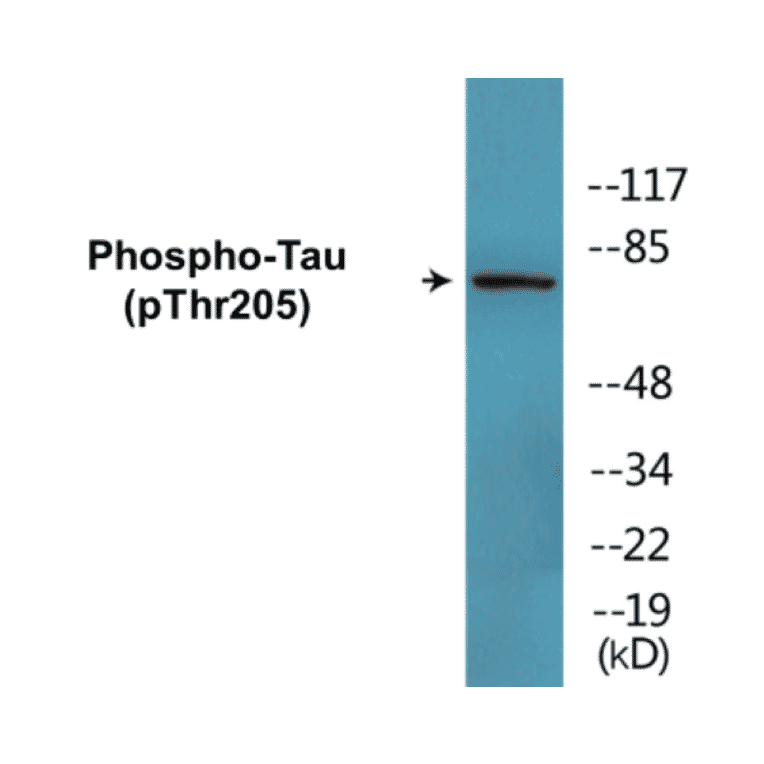Western Blot - Tau (phospho Thr205) Cell Based ELISA Kit (CBP1701) - Antibodies.com