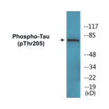 Western Blot - Tau (phospho Thr205) Cell Based ELISA Kit (CBP1701) - Antibodies.com