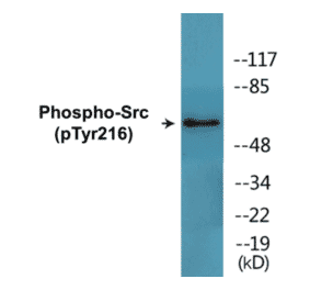 Western Blot - Src (phospho Tyr216) Cell Based ELISA Kit (CBP1793) - Antibodies.com