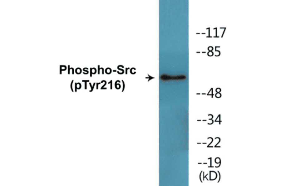 Western Blot - Src (phospho Tyr216) Cell Based ELISA Kit (CBP1793) - Antibodies.com