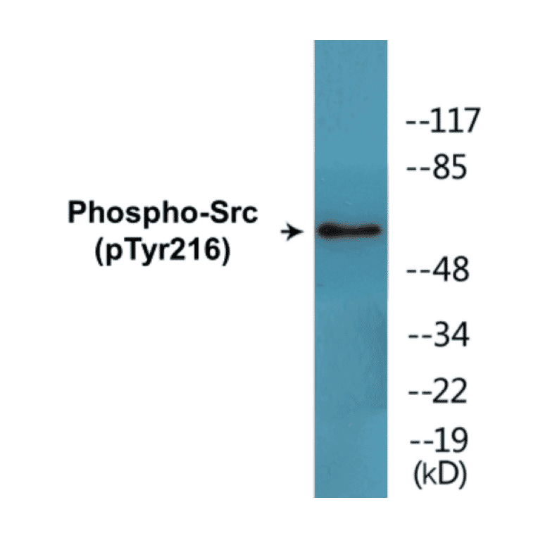 Western Blot - Src (phospho Tyr216) Cell Based ELISA Kit (CBP1793) - Antibodies.com