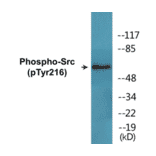 Western Blot - Src (phospho Tyr216) Cell Based ELISA Kit (CBP1793) - Antibodies.com