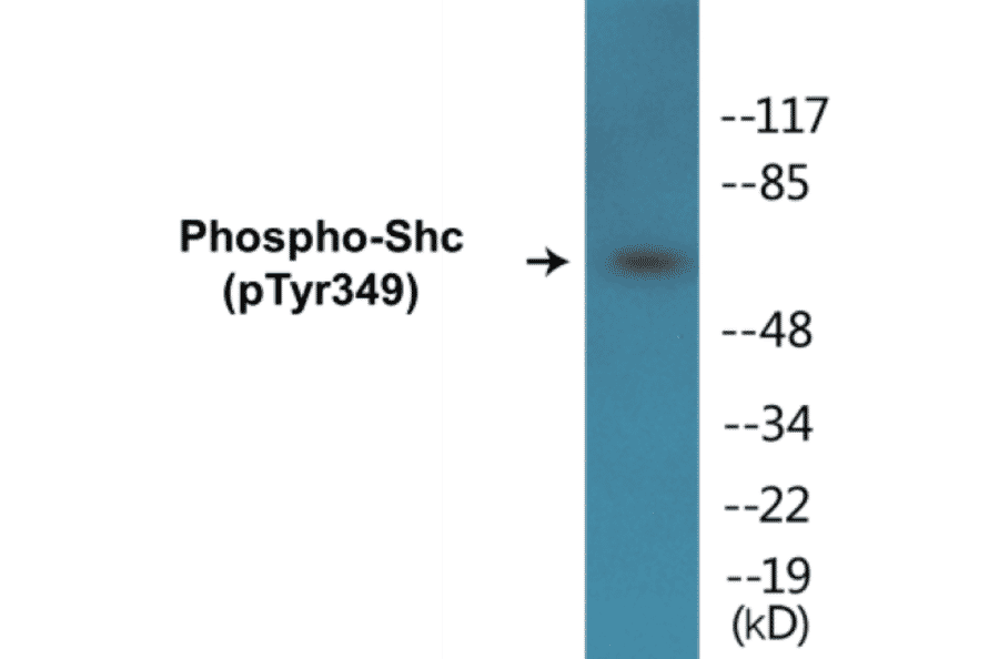 Western Blot - Shc (phospho Tyr349) Cell Based ELISA Kit (CBP1023) - Antibodies.com