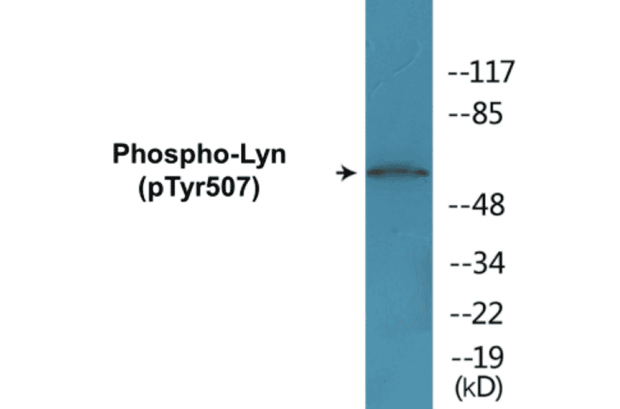 Western Blot - Lyn (phospho Tyr507) Cell Based ELISA Kit (CBP1069) - Antibodies.com
