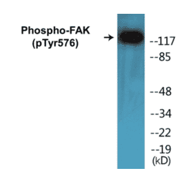 Western Blot - FAK (phospho Tyr576) Cell Based ELISA Kit (CBP1115) - Antibodies.com