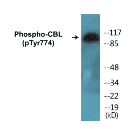 Western Blot - CBL (phospho Tyr774) Cell Based ELISA Kit (CBP1145) - Antibodies.com