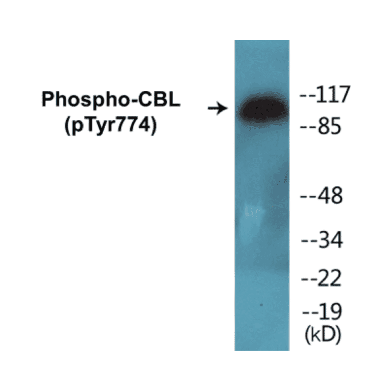 Western Blot - CBL (phospho Tyr774) Cell Based ELISA Kit (CBP1145) - Antibodies.com