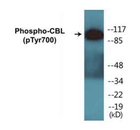 Western Blot - CBL (phospho Tyr700) Cell Based ELISA Kit (CBP1146) - Antibodies.com