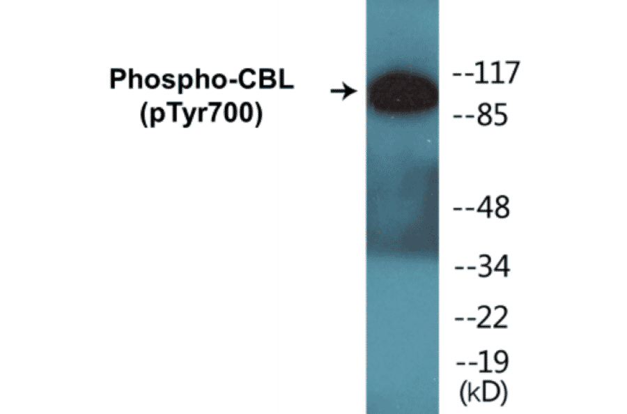 Western Blot - CBL (phospho Tyr700) Cell Based ELISA Kit (CBP1146) - Antibodies.com