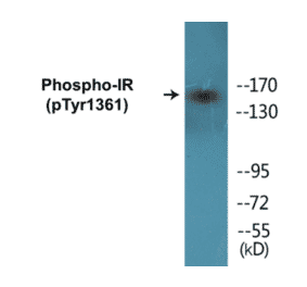 Western Blot - IR (phospho Tyr1361) Cell Based ELISA Kit (CBP1165) - Antibodies.com