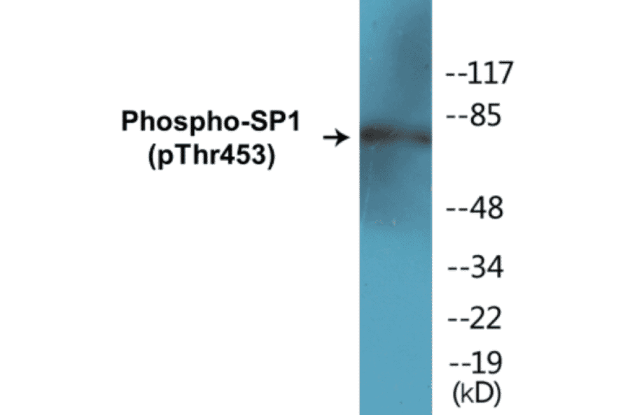 Western Blot - SP1 (phospho Thr453) Cell Based ELISA Kit (CBP1217) - Antibodies.com