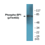 Western Blot - SP1 (phospho Thr453) Cell Based ELISA Kit (CBP1217) - Antibodies.com