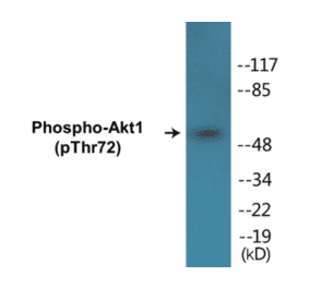 Western Blot - Akt1 (phospho Thr72) Cell Based ELISA Kit (CBP1240) - Antibodies.com