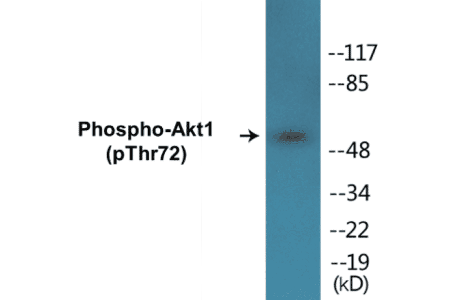 Western Blot - Akt1 (phospho Thr72) Cell Based ELISA Kit (CBP1240) - Antibodies.com