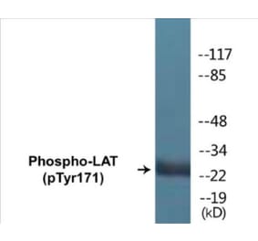 Western Blot - LAT (phospho Tyr171) Cell Based ELISA Kit (CBP1254) - Antibodies.com