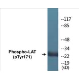 Western Blot - LAT (phospho Tyr171) Cell Based ELISA Kit (CBP1254) - Antibodies.com