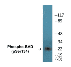 Western Blot - BAD (phospho Ser134) Cell Based ELISA Kit (CBP1322) - Antibodies.com