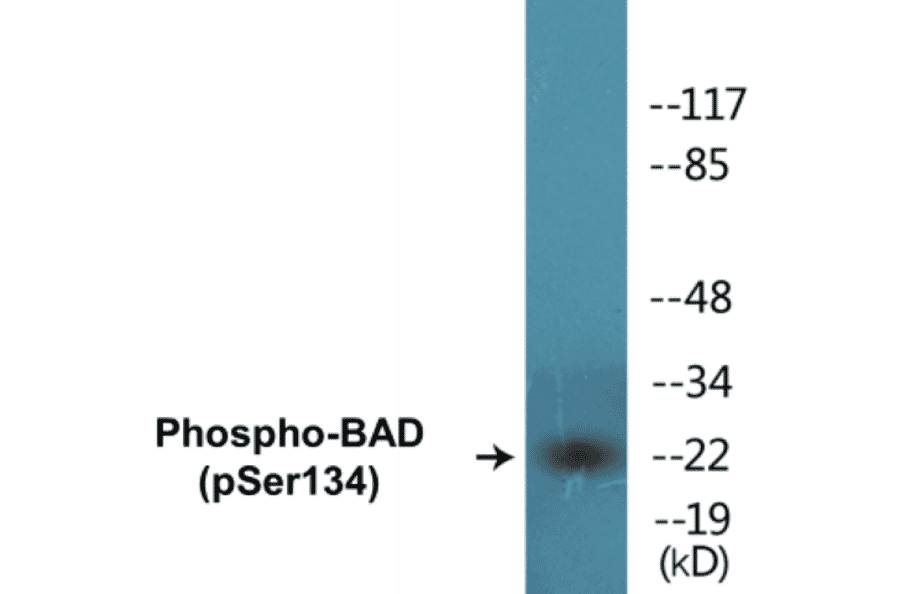 Western Blot - BAD (phospho Ser134) Cell Based ELISA Kit (CBP1322) - Antibodies.com