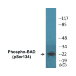 Western Blot - BAD (phospho Ser134) Cell Based ELISA Kit (CBP1322) - Antibodies.com