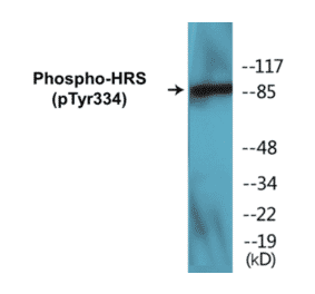 Western Blot - HRS (phospho Tyr334) Cell Based ELISA Kit (CBP1412) - Antibodies.com