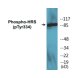 Western Blot - HRS (phospho Tyr334) Cell Based ELISA Kit (CBP1412) - Antibodies.com