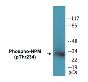 Western Blot - NPM (phospho Thr234) Cell Based ELISA Kit (CBP1455) - Antibodies.com
