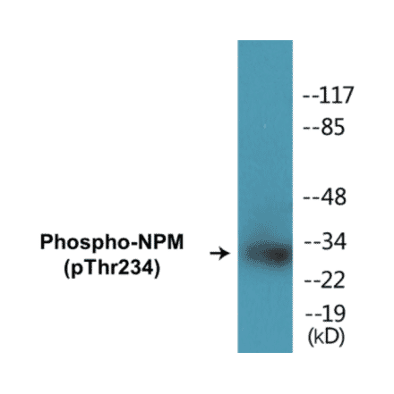 Western Blot - NPM (phospho Thr234) Cell Based ELISA Kit (CBP1455) - Antibodies.com