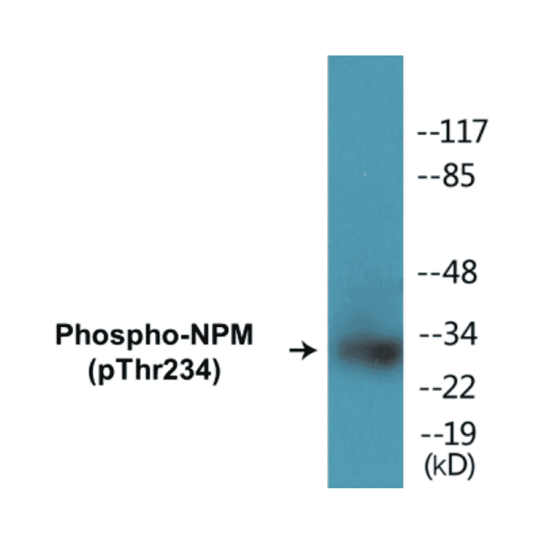 Western Blot - NPM (phospho Thr234) Cell Based ELISA Kit (CBP1455) - Antibodies.com