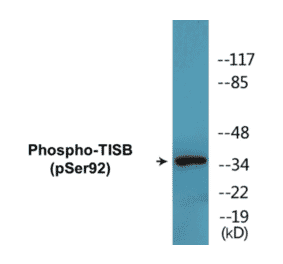 Western Blot - TISB (phospho Ser92) Cell Based ELISA Kit (CBP1461) - Antibodies.com