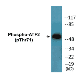 Western Blot - ATF2 (phospho Thr71) Cell Based ELISA Kit (CBP1498) - Antibodies.com