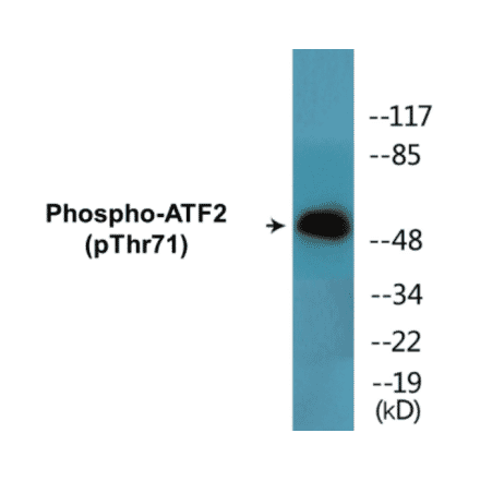 Western Blot - ATF2 (phospho Thr71) Cell Based ELISA Kit (CBP1498) - Antibodies.com