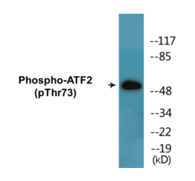 Western Blot - ATF2 (phospho Thr73) Cell Based ELISA Kit (CBP1499) - Antibodies.com