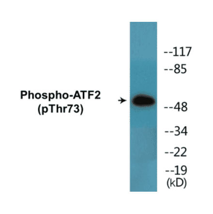 Western Blot - ATF2 (phospho Thr73) Cell Based ELISA Kit (CBP1499) - Antibodies.com