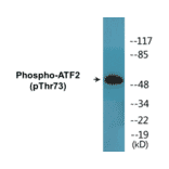 Western Blot - ATF2 (phospho Thr73) Cell Based ELISA Kit (CBP1499) - Antibodies.com