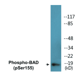 Western Blot - BAD (phospho Ser155) Cell Based ELISA Kit (CBP1500) - Antibodies.com